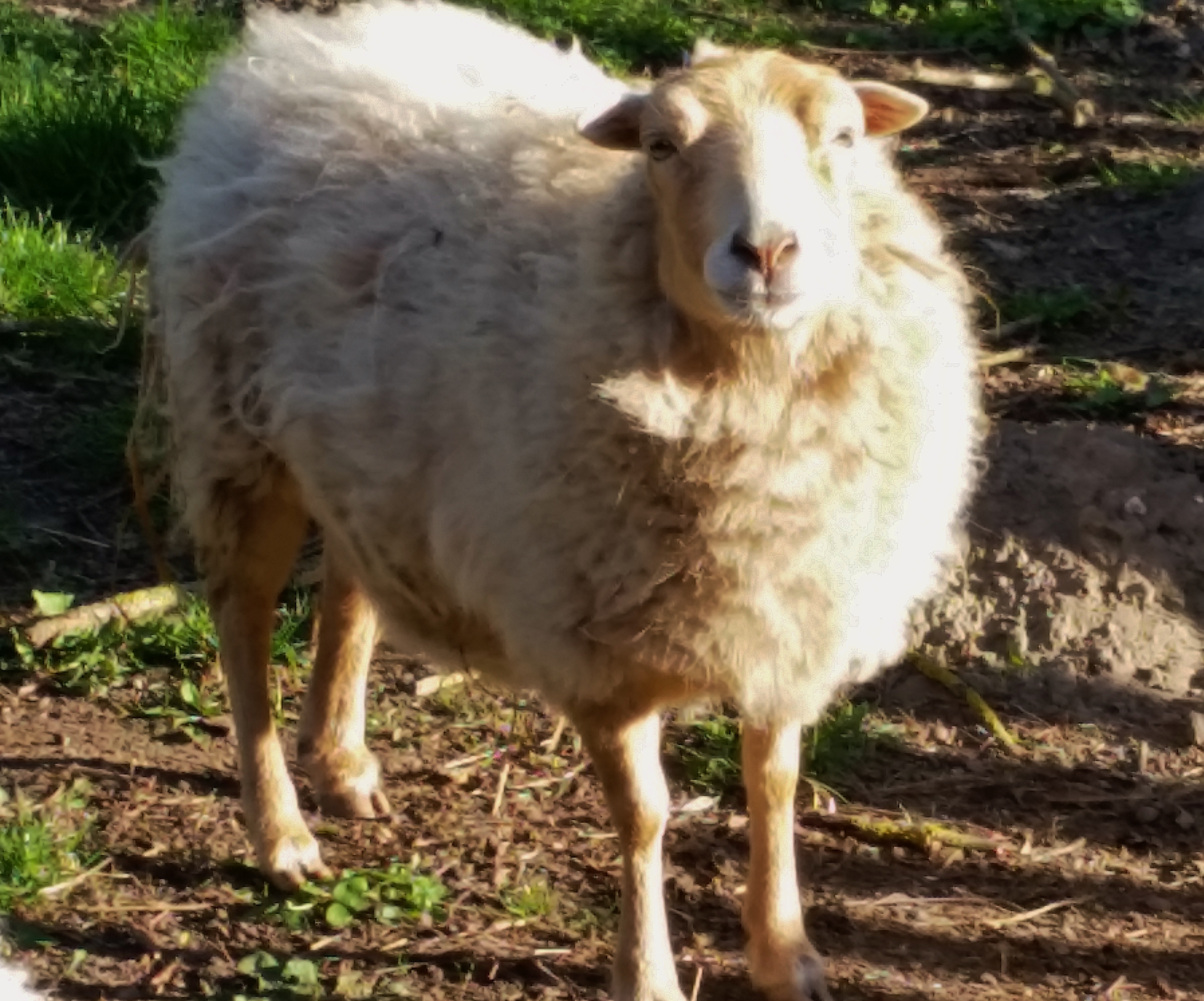 Energetisches Heilen bei Tieren, hier Schaf